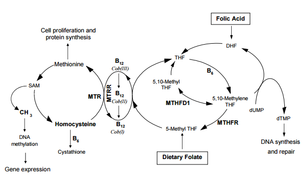 Chemical Methylation Cycle